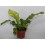Asplenium nidus o niu d'au