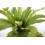 Asplenium nidus o niu d'au