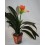 Clivia (pot 13 cm ø)