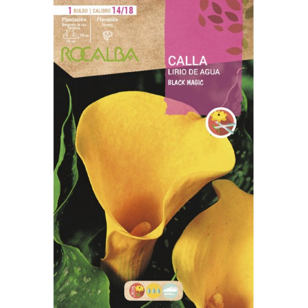 Bulbo de calla o lirio de agua