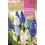 Bulb de muscari a granel Rocalba (unitat)