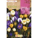 Bulbo de crocus (unidade)