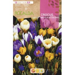 Bulb de crocus a granel (unitat)