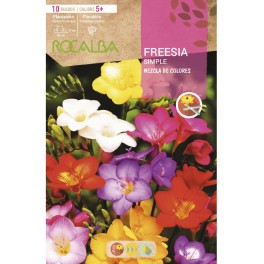 Bulbo de fresia a granel (unidad)