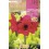 Bulb d'amaryllis a granel