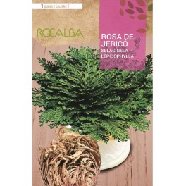 Rosa de Jericó a granel Rocalba (unidad)