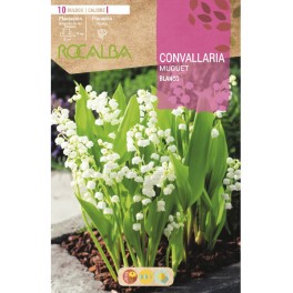 Rizoma de muguet (convallaria) (10 unidades)