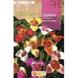 Bulbo de Tigridia variada Rocalba (bolsa 10 unidades)