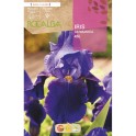 Bulbe d'Iris Germanica (choisissez la couleur)