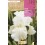 Bulbo de Iris Germanica a granel (escoge color)