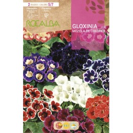 Bulbe de Gloxinia