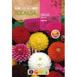 Bulbo de dalia Pompon roja