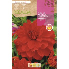 Bulb de dalia a granel Rocalba (unitat)