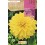 Bulb de dalia a granel Rocalba (unitat)