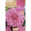Bulb de dalia a granel Rocalba (unitat)