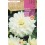 Bulb de dalia a granel Rocalba (unitat)