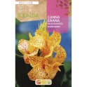Bulbo de canna anã (escolha cor)