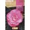 Bulb de begònia doble flor de camèlia a granel (escull color)