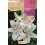 Bulbo de lilium a granel (escoge colores)