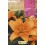 Bulbo de lilium a granel (escoge colores)