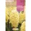 Bulb de jacint a granel (unitat)