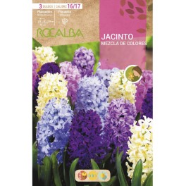 Bulb de jacint a granel (unitat)