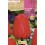 Bulb de tulipa a granel (unitat)