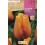 Bulbo de tulipa (unidade)