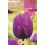 Bulbo de tulipán a granel (unidad)