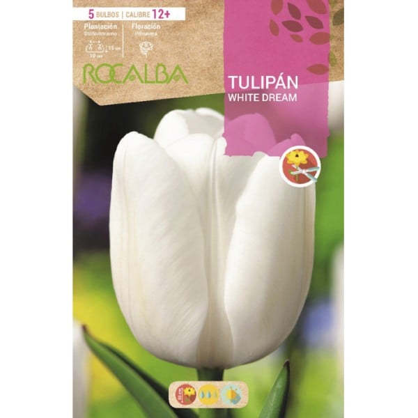 bulbo tulipan