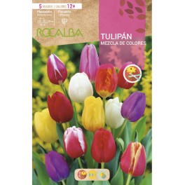 Bulb de tulipa a granel (unitat)