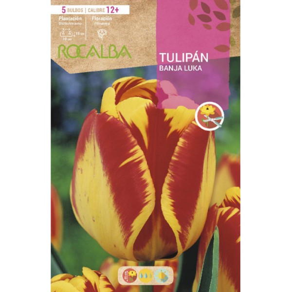 Bulbos de tulipan banja luka bolsa 5 bulbos 