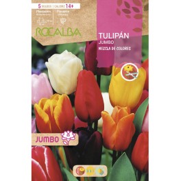 Bulb de tulipa Rembrandt variat (bossa 3 unitats)