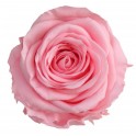 Rosa preservada de color rosa pastel