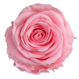 Rosa preservada Rosa