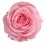 Rosa preservada Rosa