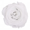 Rosa branco conservada