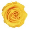 Rosa preservada amarilla