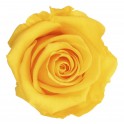 Rosa preservada de color groc