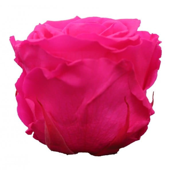Rosa preservada Rosa brillante - Germigarden