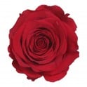 Rosa vermelho conservada
