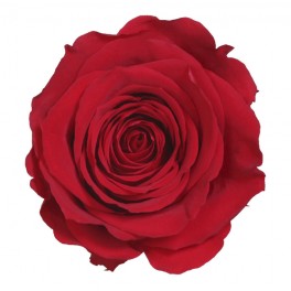 Rosa preservada color Roja