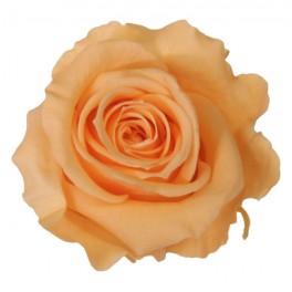 Rosa preservada Peach