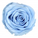 Rosa preservada de color blau clar
