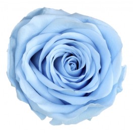 Rosa preservada azul claro