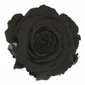 Schwarz konservierte Rose