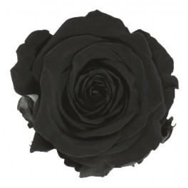 Rosa preservada de color negre