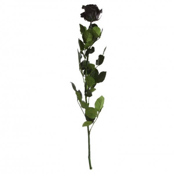 Rosa preservada negra - Germigarden