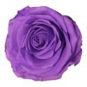 Rosa preservada lila brillante