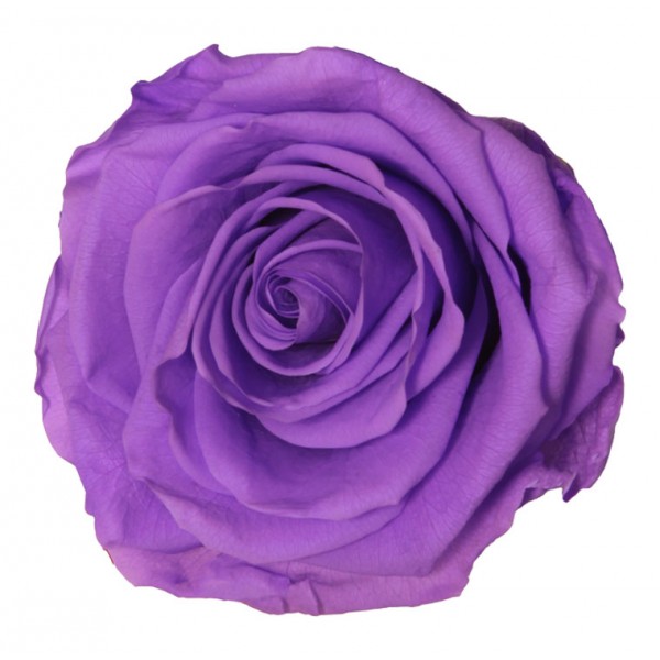 Rosa preservada lila brillante - Germigarden